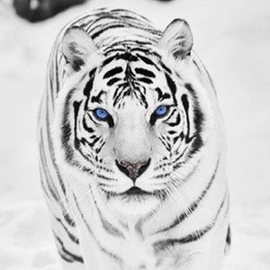 Meet your Posher, Abram